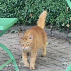 Reunited Unknown Cat last seen Hackett st and eggerton st, London, ON 
