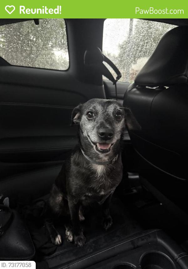 Reunited Male Dog last seen Durbridge Trail Dr, Houston, TX 77065, USA, Houston, TX 77065