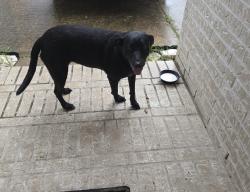 Found/Stray Unknown Dog last seen Orchard lakes, Sugar Land, TX 77498