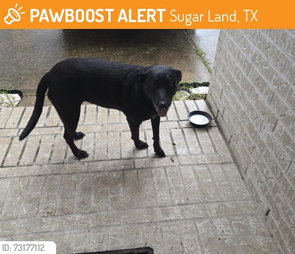 Found/Stray Unknown Dog last seen Orchard lakes, Sugar Land, TX 77498