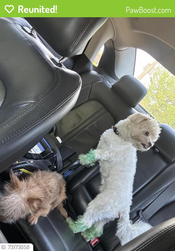 Reunited Male Dog last seen Walmart east capital, Milwaukee, WI 53212