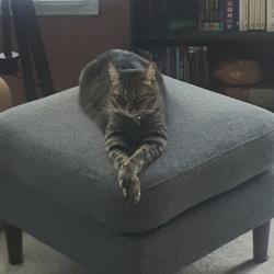Lost Male Cat last seen Close to the GO carpool parking lot, Burlington, ON L7M 0Z5