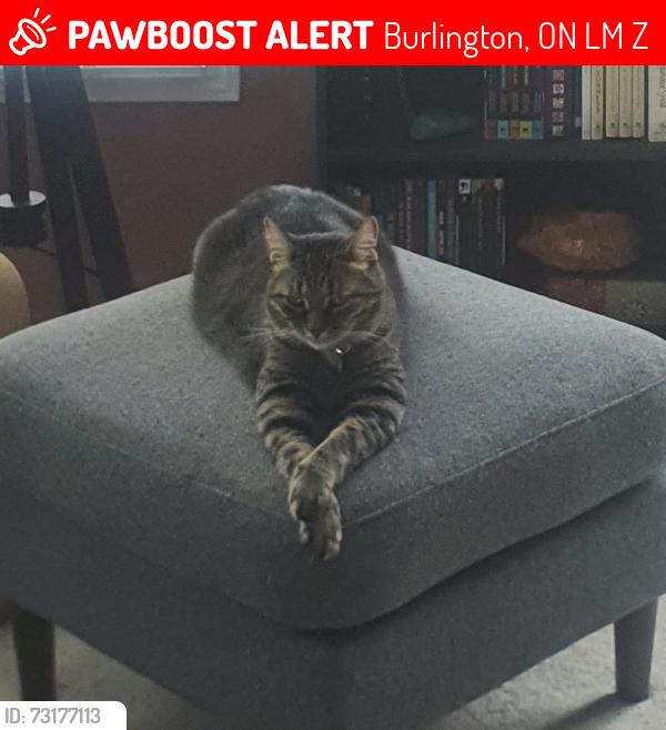 Lost Male Cat last seen Close to the GO carpool parking lot, Burlington, ON L7M 0Z5