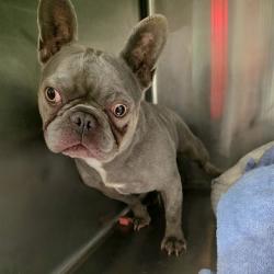 Shelter Stray Male Dog last seen Near BLOCK OF 4TH ST, LONG BEACH, CALIFORNIA, 7700 E Spring St, Long Beach, CA 90815, USA