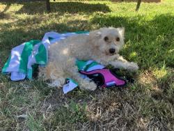 Shelter Stray Male Dog last seen Near BLOCK E HILL ST, LONG BEACH, CA 90806, 7700 E Spring St, Long Beach, CA 90815, USA