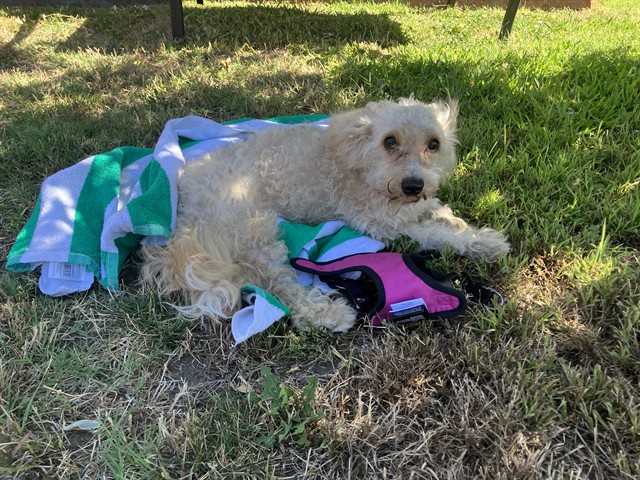 Shelter Stray Male Dog last seen Near BLOCK E HILL ST, LONG BEACH, CA 90806, 7700 E Spring St, Long Beach, CA 90815, USA