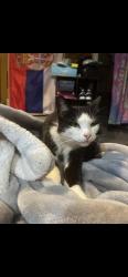 Lost Female Cat last seen Leona Drive, Pittsburgh, PA 15227