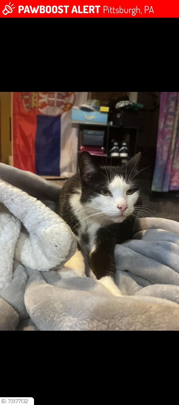 Lost Female Cat last seen Leona Drive, Pittsburgh, PA 15227