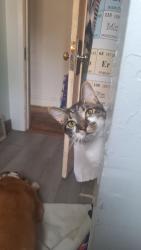 Reunited Male Cat last seen Oakwood & Berk, Cuyahoga Falls, OH 44221