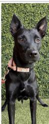 Lost Female Dog last seen Bowlero Del prado, Cape Coral, FL 33990