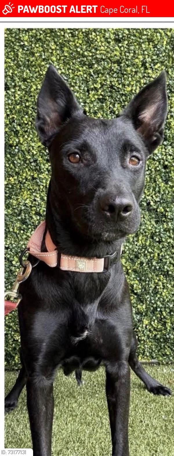 Lost Female Dog last seen Bowlero Del prado, Cape Coral, FL 33990