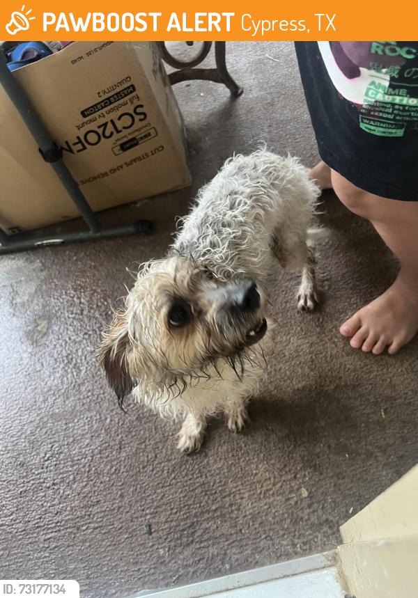 Found/Stray Unknown Dog last seen Huffmeister rd and Terra Point Dr, Cypress, TX 77429