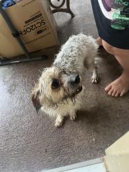 Found/Stray Unknown Dog last seen Huffmeister rd and Terra Point Dr, Cypress, TX 77429