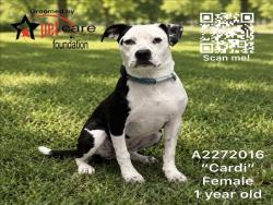 Shelter Stray Female Dog last seen , 3201 Lacy St, Los Angeles, CA 90031, USA