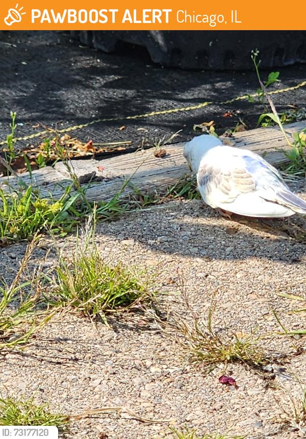 Found/Stray Unknown Bird last seen farmers market garden center, Chicago, IL 60618