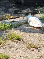 Found/Stray Unknown Bird last seen farmers market garden center, Chicago, IL 60618