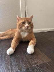 Reunited Male Cat last seen Park Square and Park Springs Blvd., Arlington, TX 76017
