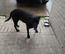 Reunited Unknown Dog last seen Orchard lakes est, Sugar Land, TX 77498