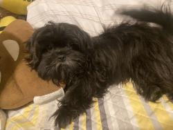 Lost Female Dog last seen Across Cuatro Vientos Park, Denver, CO 80219