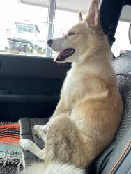Found/Stray Male Dog last seen Grace Lutheran Church, Seguin, TX 78155