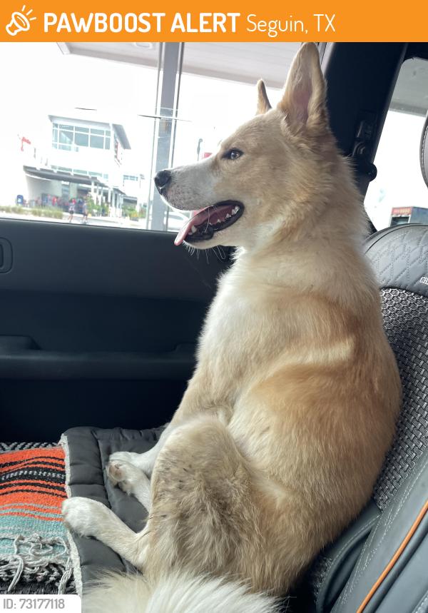 Found/Stray Male Dog last seen Grace Lutheran Church, Seguin, TX 78155