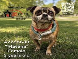Shelter Stray Female Dog last seen , 3201 Lacy St, Los Angeles, CA 90031, USA
