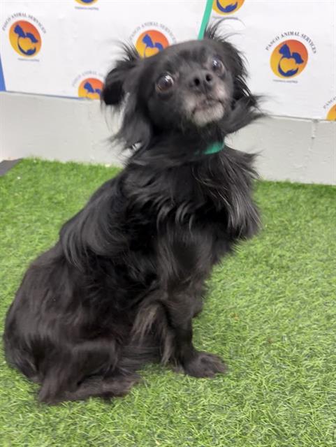 Shelter Stray Male Dog last seen US 301, 19640 Dogpatch Ln, Land O' Lakes, FL 34638, USA