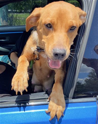 Shelter Stray Female Dog last seen US HWY 19 AND BEACON WOODS DR, 19640 Dogpatch Ln, Land O' Lakes, FL 34638, USA