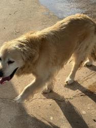 Found/Stray Male Dog last seen Fannin Avenue, Midland, TX 79707