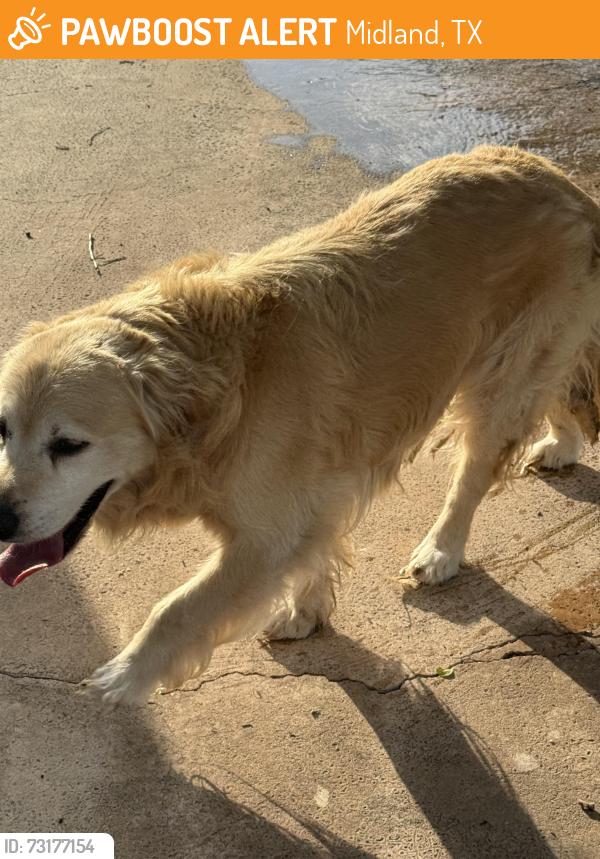 Found/Stray Male Dog last seen Fannin Avenue, Midland, TX 79707