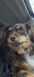 Reunited Male Dog last seen Lemay and vine, Fort Collins, CO 80524