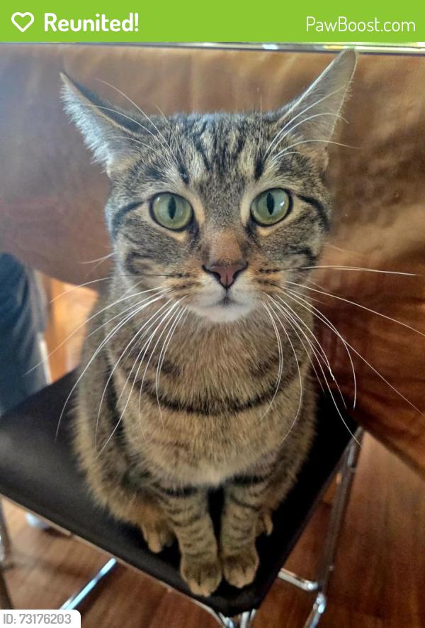 Reunited Female Cat last seen Lawson Blvd Pembrook apmts, Gurnee, IL 60031