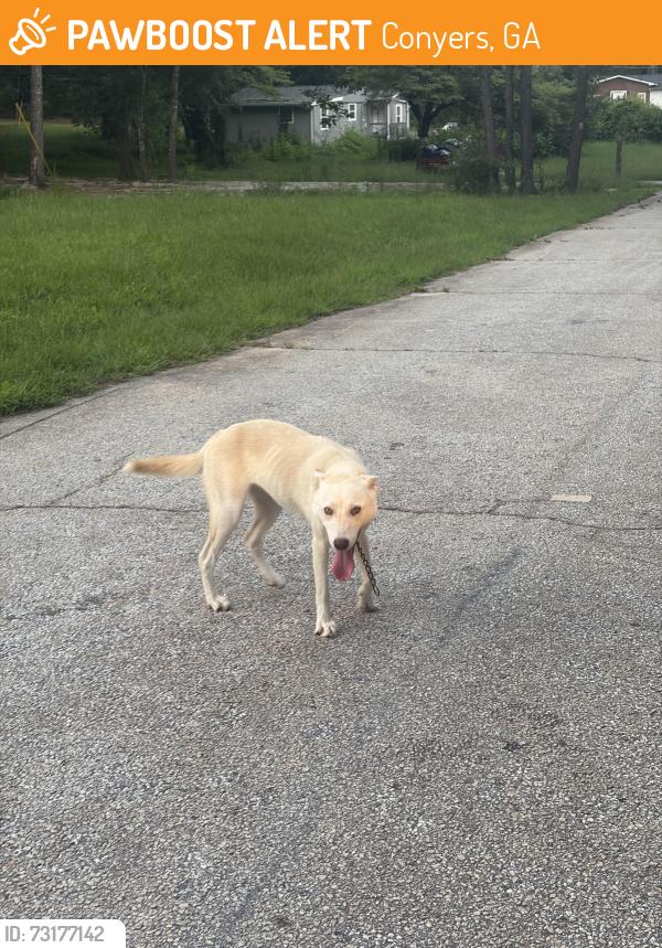 Found/Stray Female Dog last seen Old Covington NE and Brookview Dr NE, Conyers, GA 30012