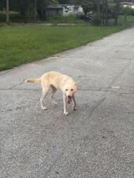 Found/Stray Female Dog last seen Old Covington NE and Brookview Dr NE, Conyers, GA 30012