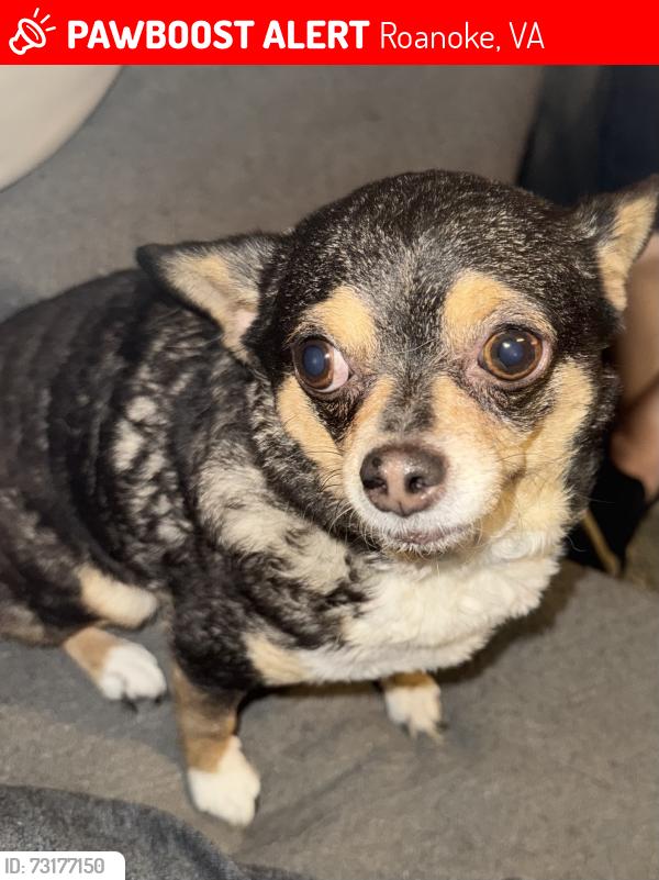 Lost Female Dog last seen 7th and Highland Ave Se, Roanoke, VA 24013