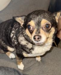 Lost Female Dog last seen 7th and Highland Ave Se, Roanoke, VA 24013