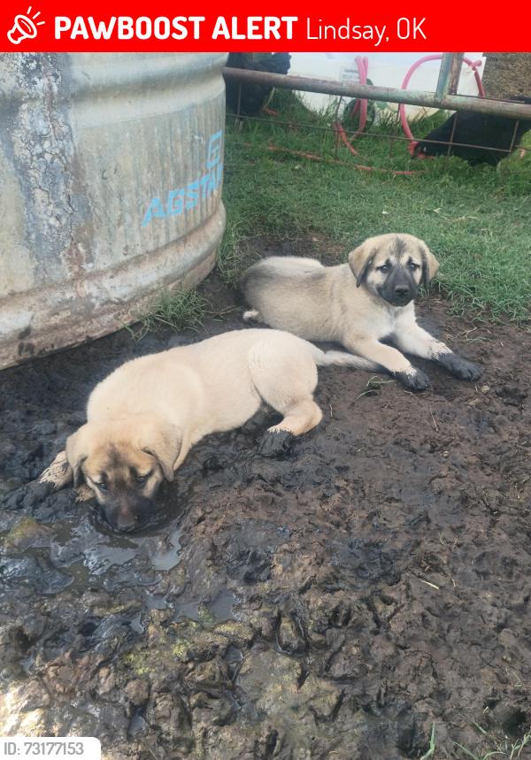 Lost Female Dog last seen Hiway 19 in Lindsey ok, Lindsay, OK 73052