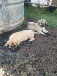 Lost Female Dog last seen Hiway 19 in Lindsey ok, Lindsay, OK 73052