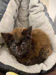 Shelter Stray Male Cat last seen NALBAIN CIR, 1950 Stevenson Blvd, Fremont, CA 94538, USA