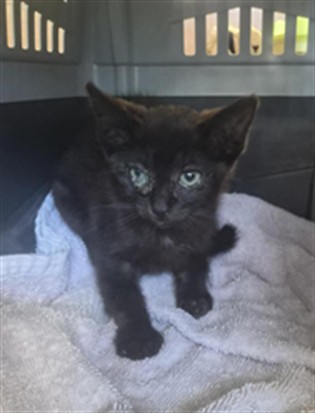 Shelter Stray Female Cat last seen BAY AUTO EXCHANGE, 1950 Stevenson Blvd, Fremont, CA 94538, USA