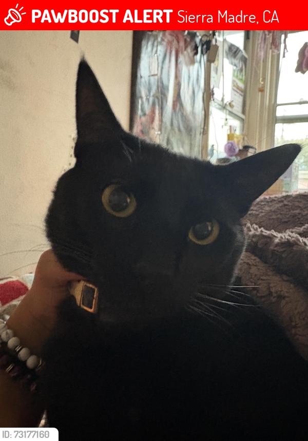 Lost Male Cat last seen sierra madre, Sierra Madre, CA 91024