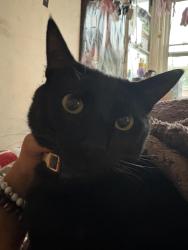 Lost Male Cat last seen sierra madre, Sierra Madre, CA 91024