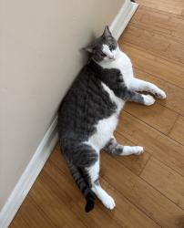 Lost Male Cat last seen Colts Lane in Carriage Gate neighborhood off of Dayton Road, Flemington, NJ 08822