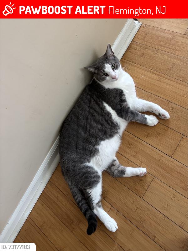 Lost Male Cat last seen Colts Lane in Carriage Gate neighborhood off of Dayton Road, Flemington, NJ 08822
