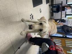 Shelter Stray Male Dog last seen Near BLOCK REDMOND WAY, REDMOND WA 98052, 21615 64th Ave S, Kent, WA 98032, USA