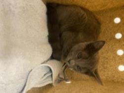 Shelter Stray Female Cat last seen Near BLOCK 36TH PL S, KENT WA 98032, 21615 64th Ave S, Kent, WA 98032, USA