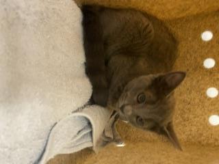Shelter Stray Female Cat last seen Near BLOCK 36TH PL S, KENT WA 98032, 21615 64th Ave S, Kent, WA 98032, USA