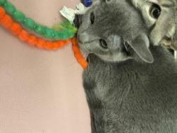 Shelter Stray Female Cat last seen Near BLOCK 36TH PL S, KENT WA 98032, 21615 64th Ave S, Kent, WA 98032, USA