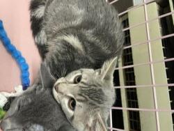Shelter Stray Female Cat last seen Near BLOCK 36TH PL S, KENT WA 98032, 21615 64th Ave S, Kent, WA 98032, USA