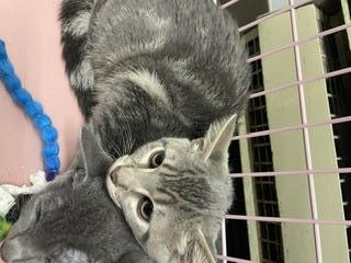 Shelter Stray Female Cat last seen Near BLOCK 36TH PL S, KENT WA 98032, 21615 64th Ave S, Kent, WA 98032, USA